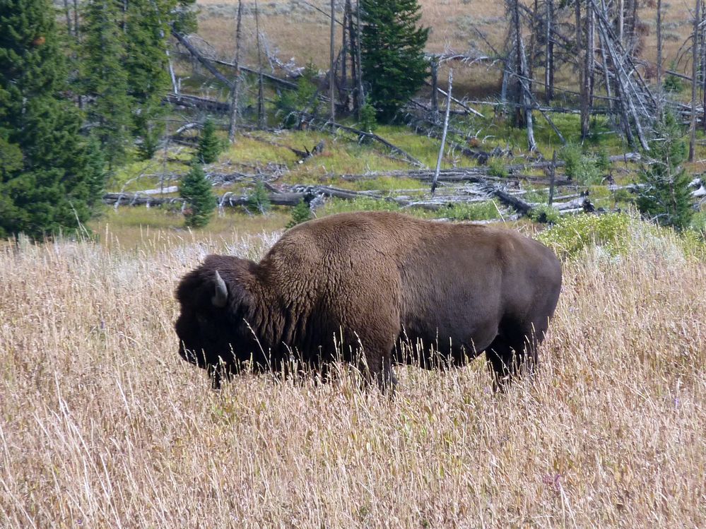 Yellowstone (75).JPG